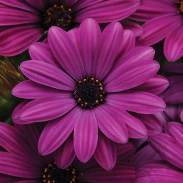 Osteosp Akila Purple