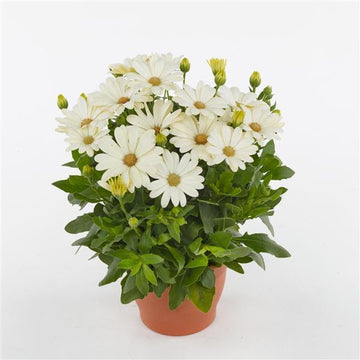 Osteosp Akila White Daisy