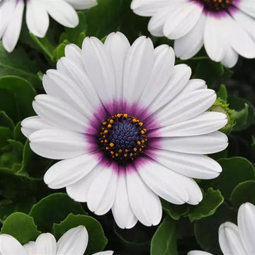 Osteosp Akila White Purp Eye
