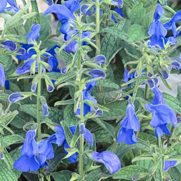 SALVIA PATIO BLUE DEEP 5"POT