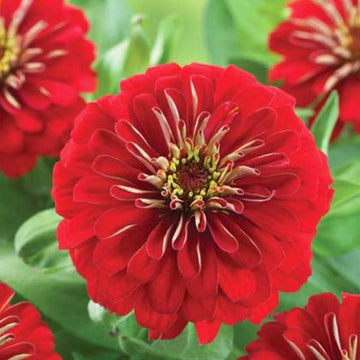 ZINNIA PRECIOSA RED