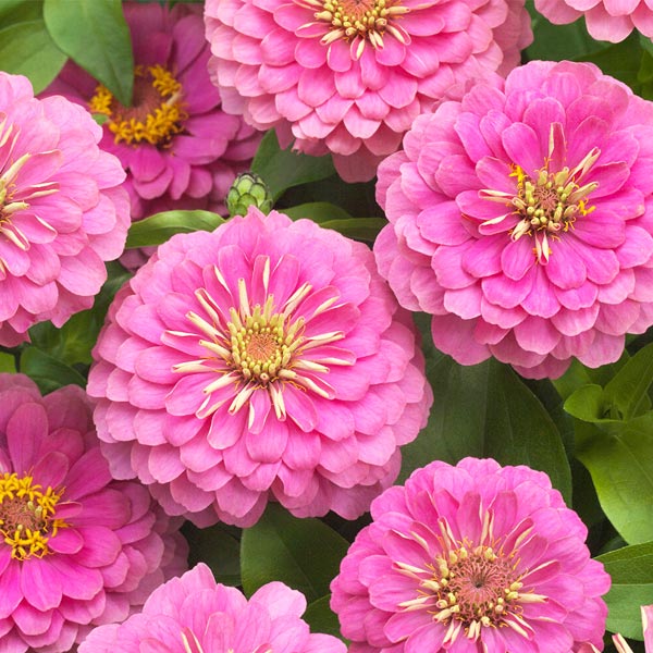 Zinnia ( Box Of 6 Plants )