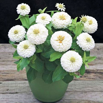 ZINNIA PRECIOSA WHITE