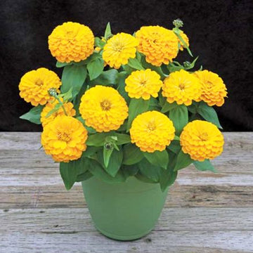 ZINNIA PRECIOSA YELLOW
