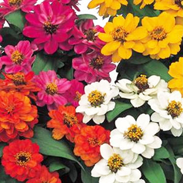 ZINNIA PROFUSION DBL MIX