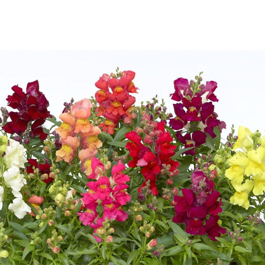 Antirrhinum Snaptini Mix