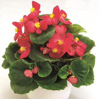 Bégonia 