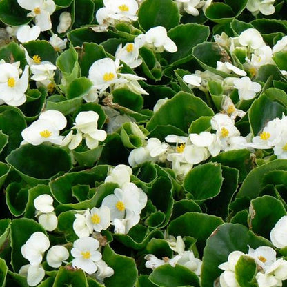 Bégonia 
