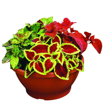 Coleus Wizard Mix