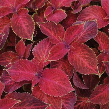 Coleus Wizard Red Velvet