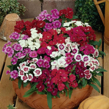 DIANTHUS IDEAL SELECT MIX ( BOX OF 9 PLANTS )