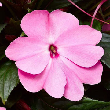 Impatiens N-G Florific Lavender