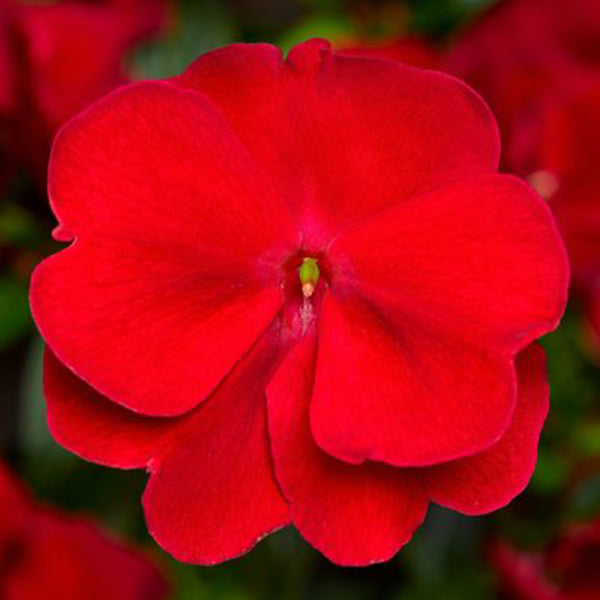 Impatiens N-G Florific ( Box Of 9 Plants )