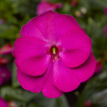Impatiens N-G Florific Violet