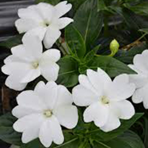 Impatiens N-G Florific ( Box Of 9 Plants )