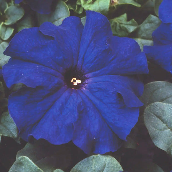Petunia