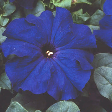 PETUNIA LIMBO GP BLUE ( BOX OF 9 PLANTS )