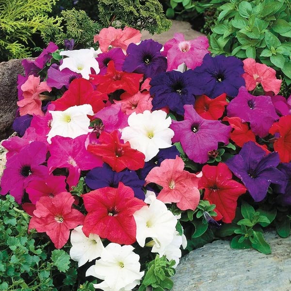 Petunia