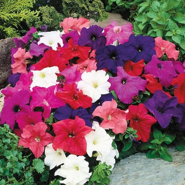 PETUNIA LIMBO GP FULL  MIXTURE( BOX OF 9 PLANTS )