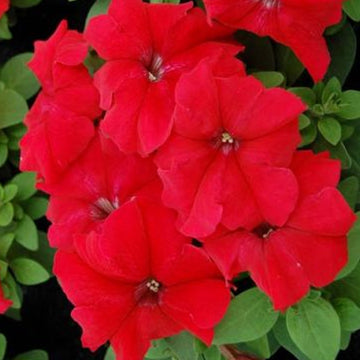 PETUNIA LIMBO GP RED ( BOX OF 9 PLANTS )
