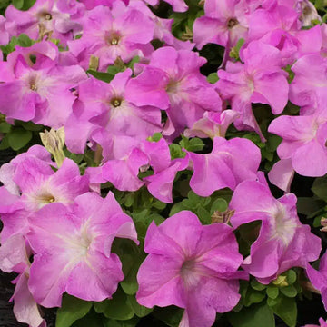 PETUNIA LIMBO GP ROSE( BOX OF 9 PLANTS )