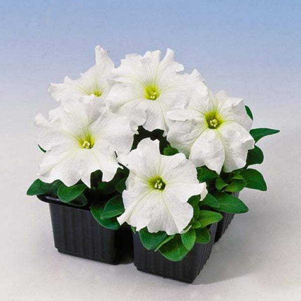 Petunia