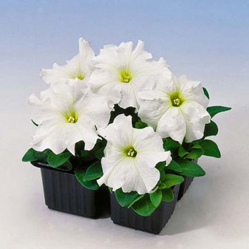 PETUNIA LIMBO GP White ( BOX OF 9 PLANTS )