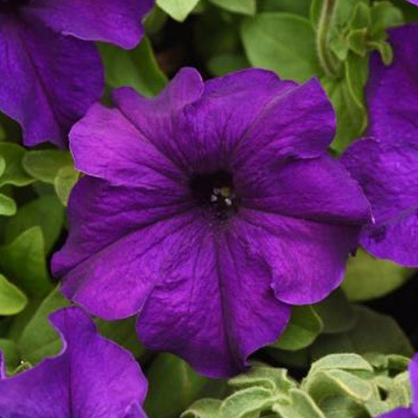 Petunia