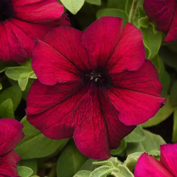 Petunia