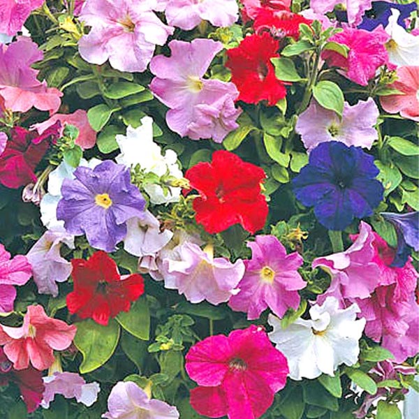Petunia