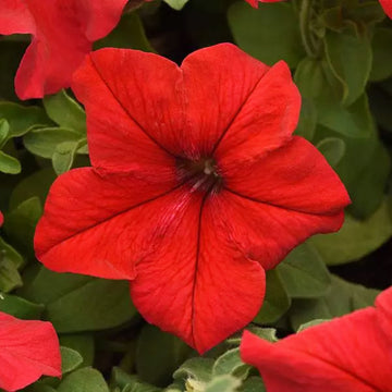 PETUNIA SUPERCASCADE RED ( BOX OF 9 PLANTS )