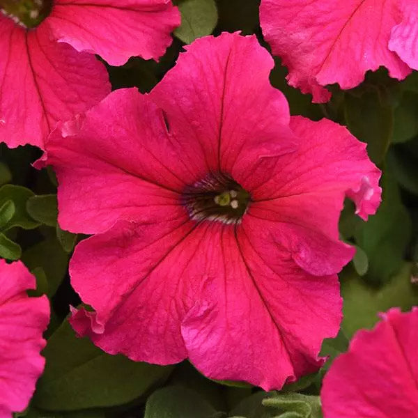 Petunia