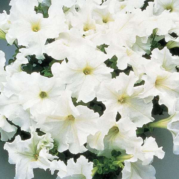 Petunia