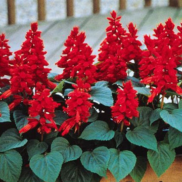 SALVIA VISTA RED ( BOX OF 9 PLANTS )