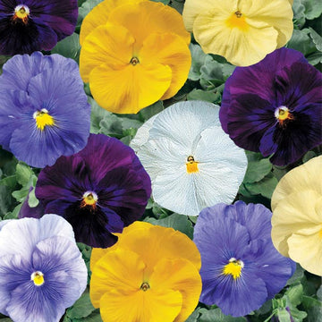 VIOLA DELTA PURE COLORS MIX (BOÎTE DE 9 PLANTS)