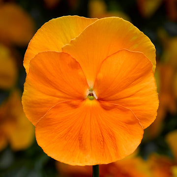 VIOLA DELTA ORANGE PUR ( BOÎTE DE 9 PLANTS )