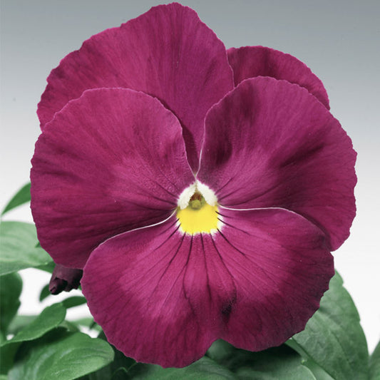 Pensee Delta Classic Pure Rose