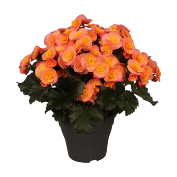 BÉGONIA BELOVE PÊCHE POT DE 5 PO