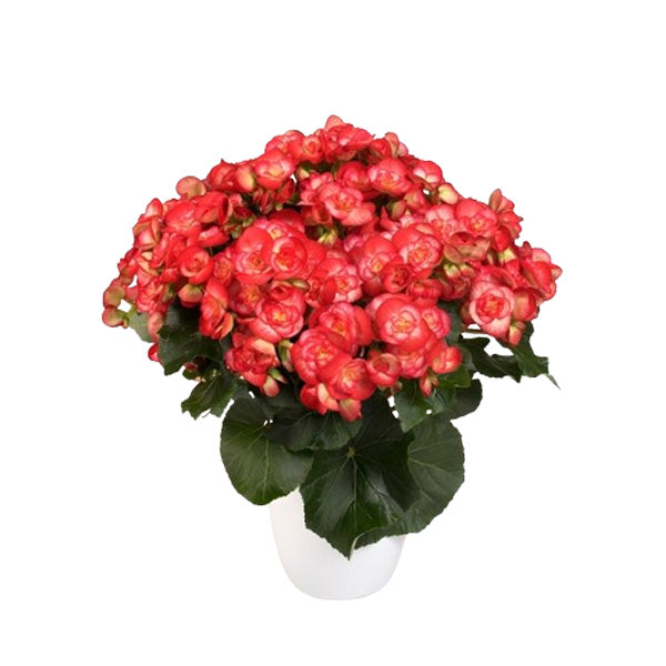 Bégonia 