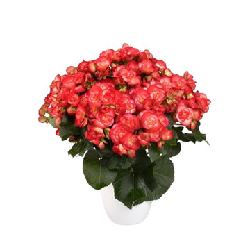 BÉGONIA ROLINDE (ROUGE) POT DE 5"