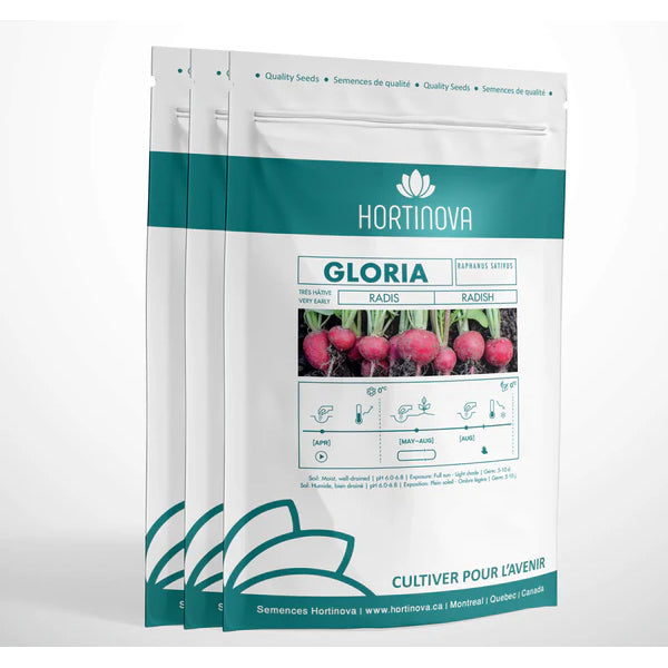 GLORIA - Graines de radis à pollinisation libre