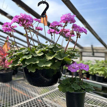 GÉRANIUM & LAVANDE BÉBÉ