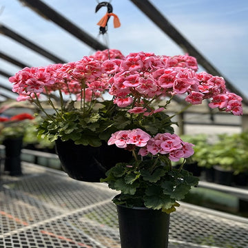 GERANIUM MAMAN ET BÉBÉ FRAMBOISE