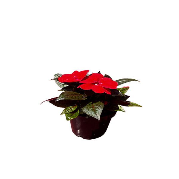 Impatiens Colorpower
