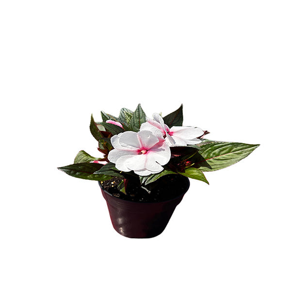 Impatiens Colorpower