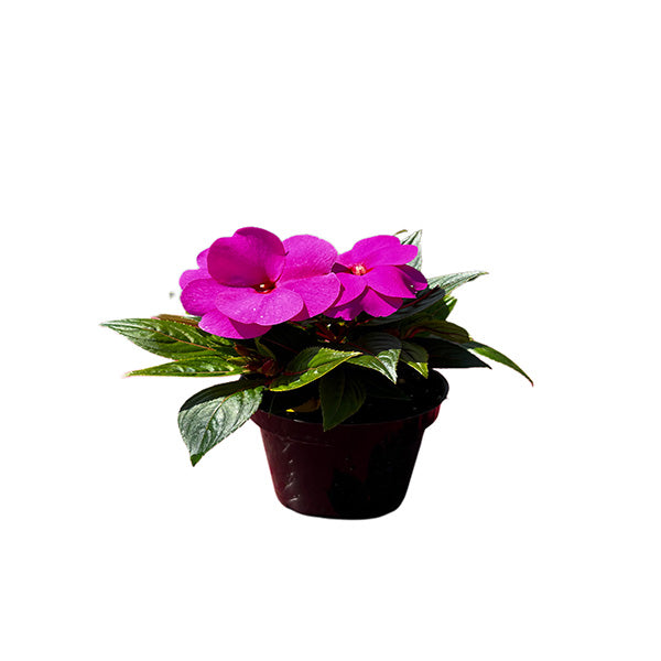 Impatiens Colorpower