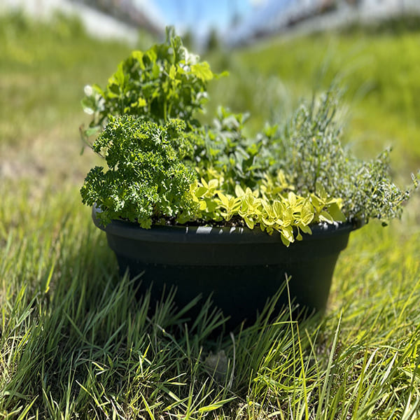 Emarville Mini Garden ( Fine Herbs 2 )