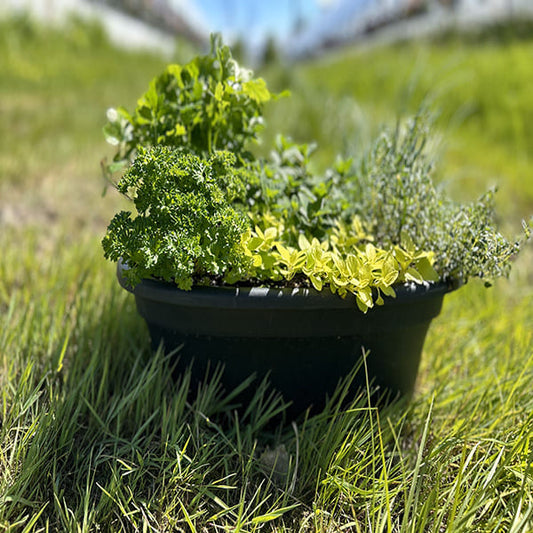Emarville Mini Jardin (Fines Herbes 2)