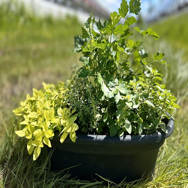 Emarville Mini Garden ( Fine Herbs 3 )