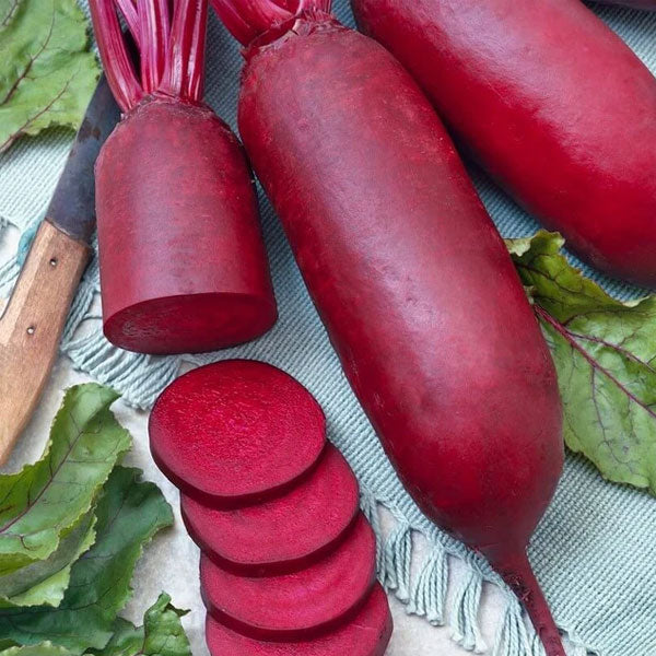 KOSAK - Graines de betterave rouge à pollinisation libre